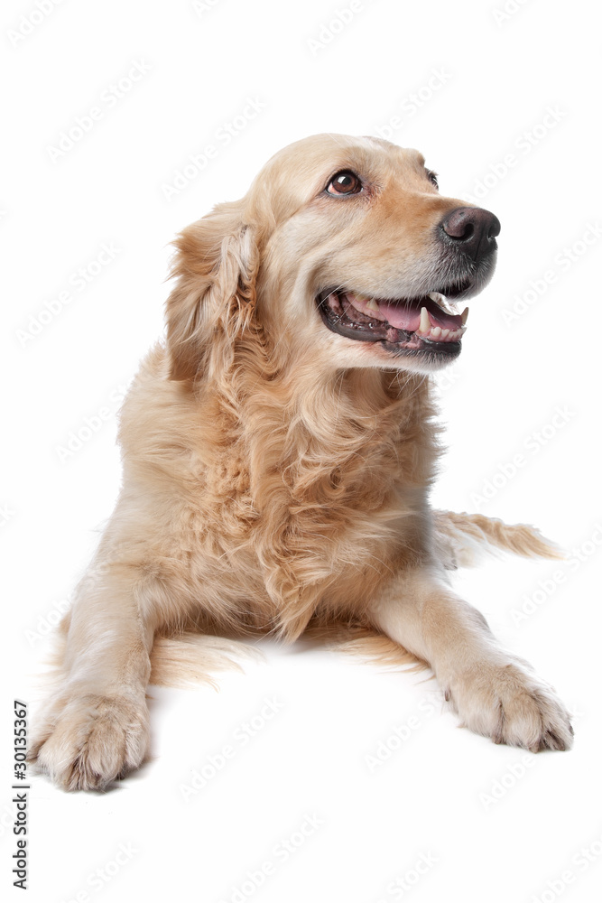 Golden Retriever in front of a white background.