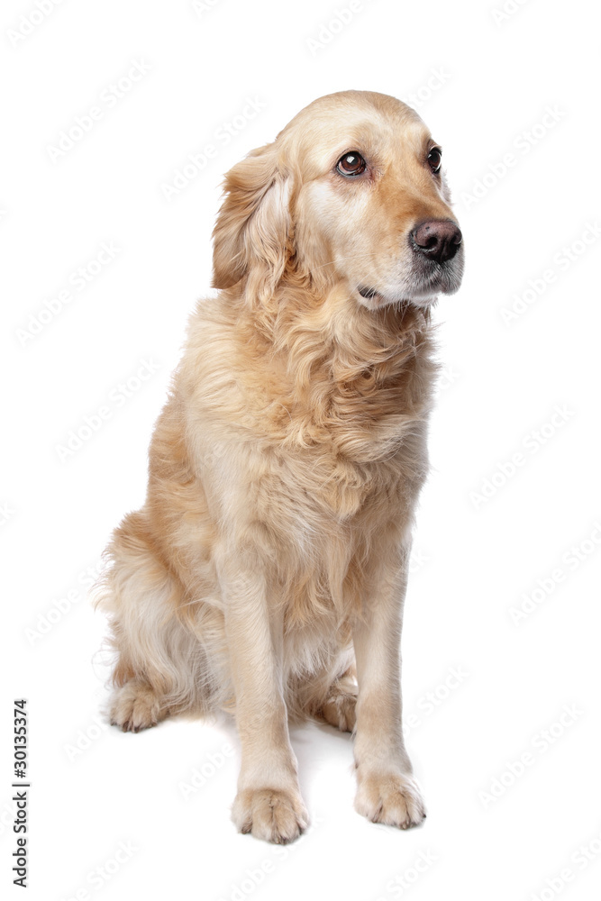 Golden Retriever in front of a white background.