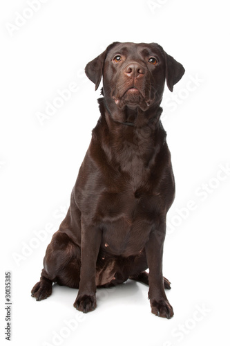 chocolate Labrador Retriever