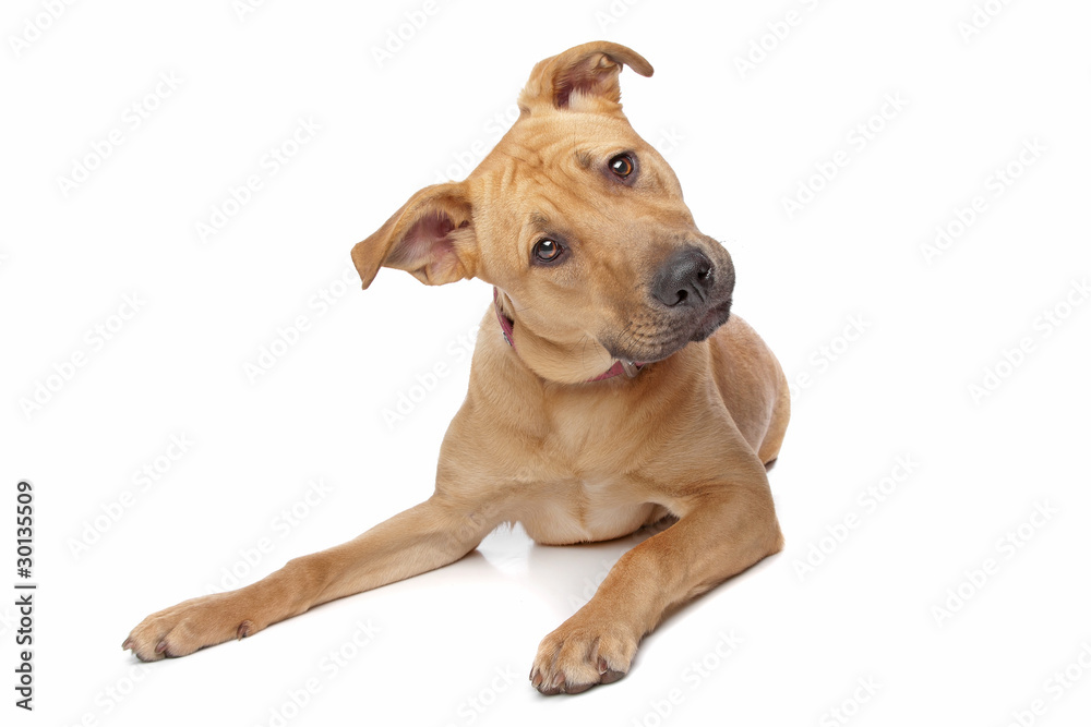 Half rottweiler hotsell half pit