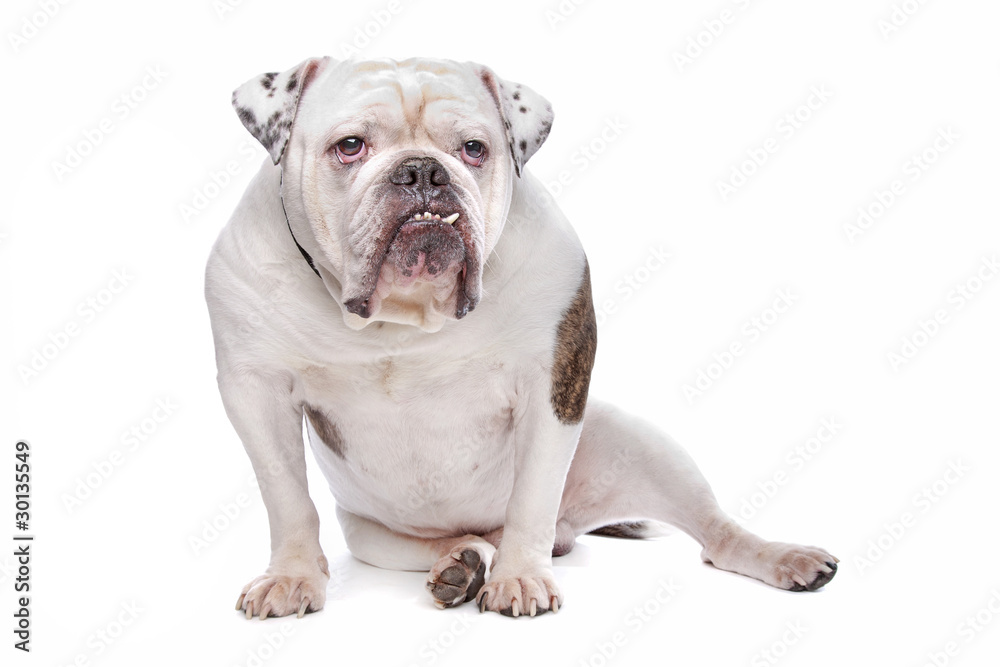 English bulldog or British Bulldog