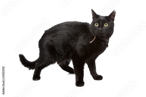 black cat © Erik Lam