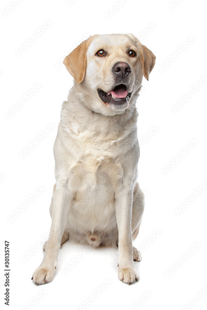 yellow Retriever Labrador dog yellow Retriever Labrador dog