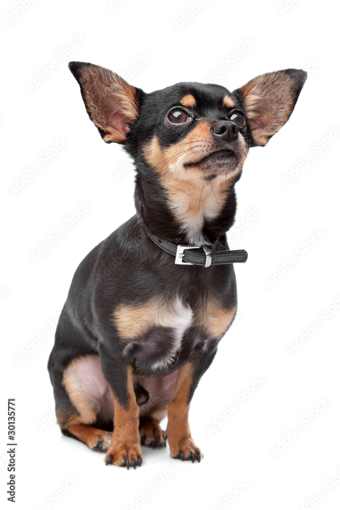 chihuahua chihuahua