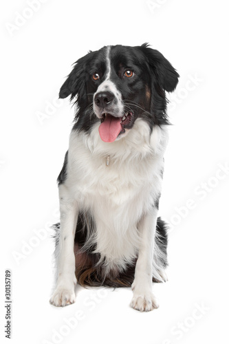 Stabyhoun or Frisian Pointing Dog © Erik Lam