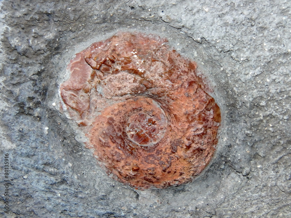 Fototapeta premium Fossil