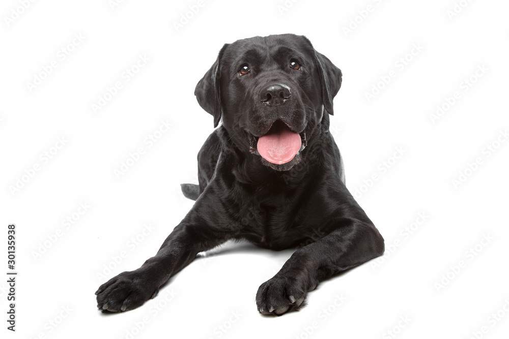 black labrador retriever