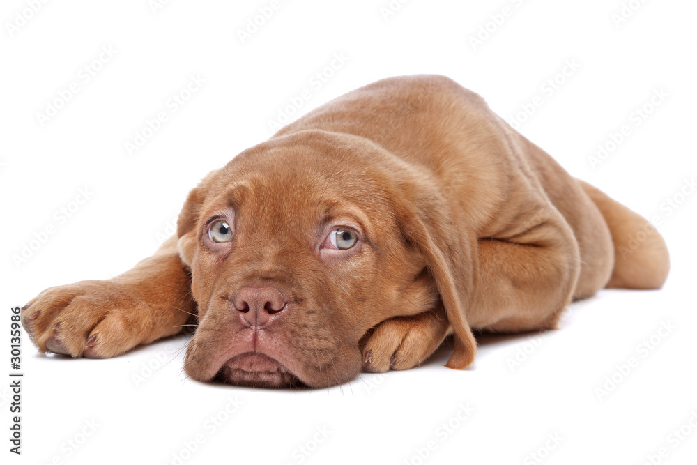 Fototapeta premium Dogue de Bordeaux, Bordeaux Mastiff