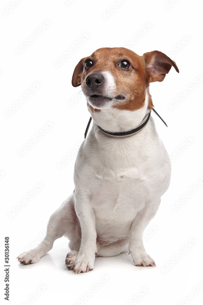 Jack Russel Terrier isolated on a white background
