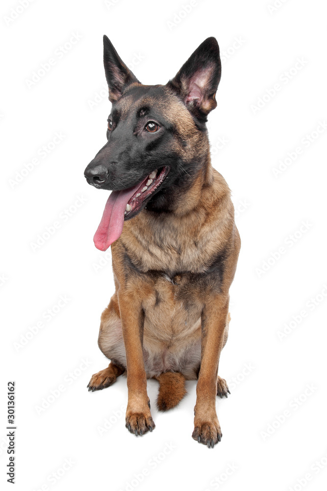 Belgian Belgian Shepherd Dog Malinois isolated on white Belgian Belgian Shepherd Dog Malinois isolated on white
