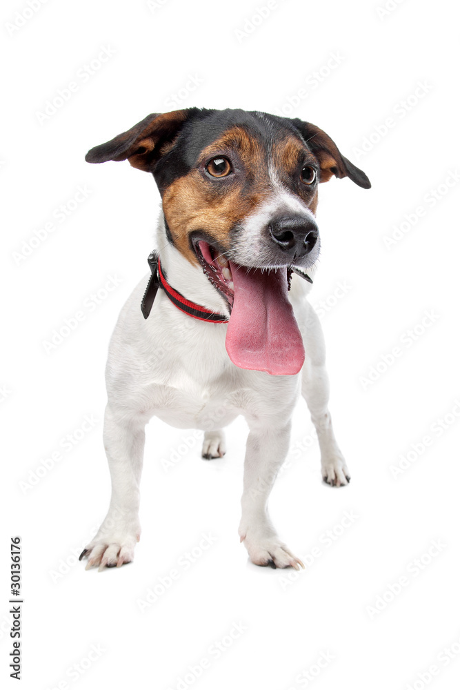 Jack Russel Terrier isolated on a white background Jack Russel Terrier isolated on a white background