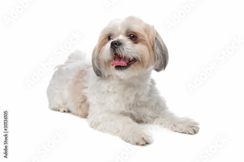Photography shih tzu