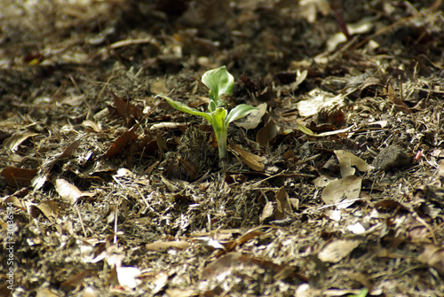 Emerging Hosta