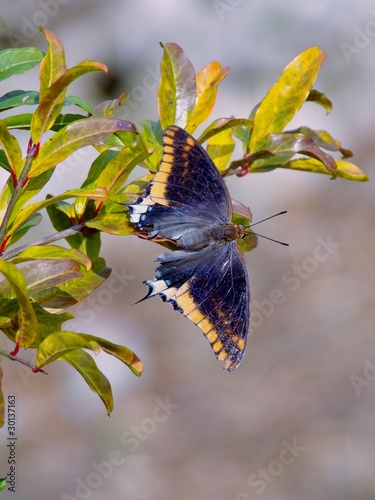 Two tailed pasha (charaxus jasius photo