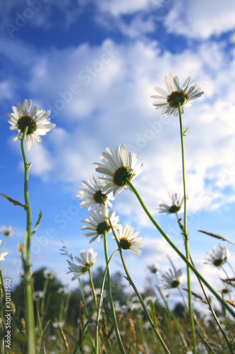 Beautiful marguerites in Summer time