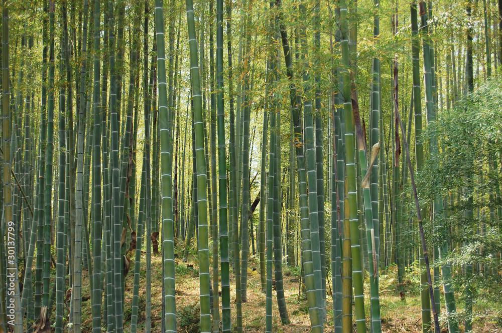 Fototapeta premium foresta di bambù 01