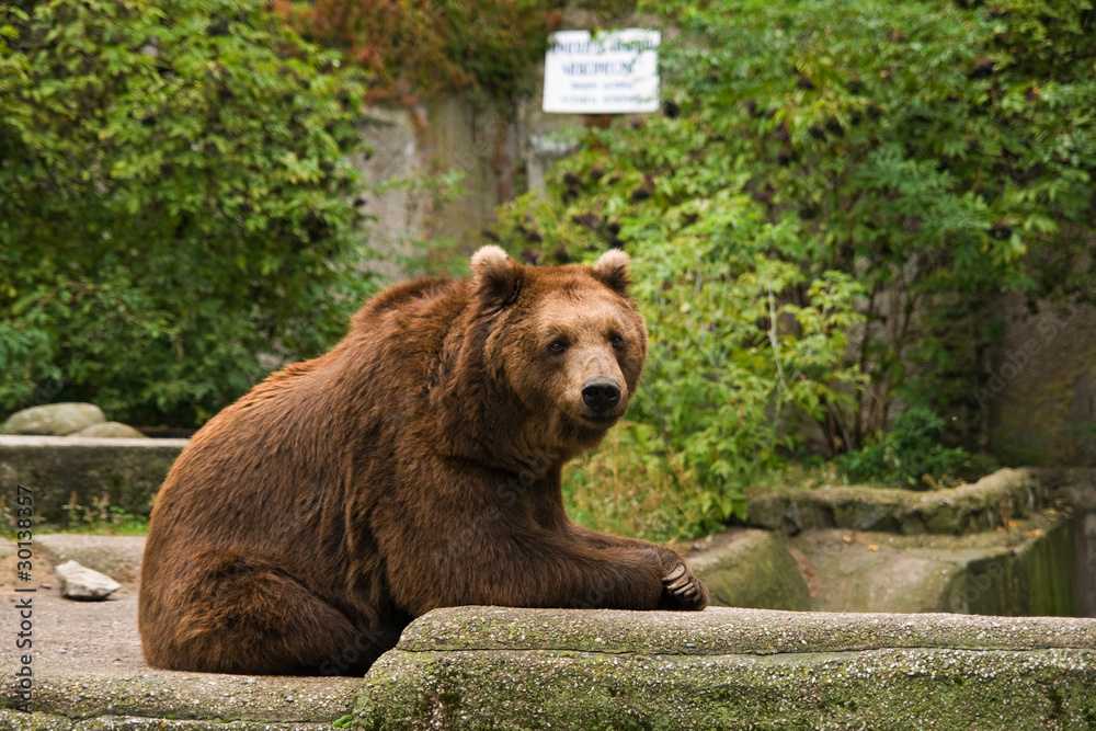 Bear relaxing on the rocks Bear relaxing on the rocks