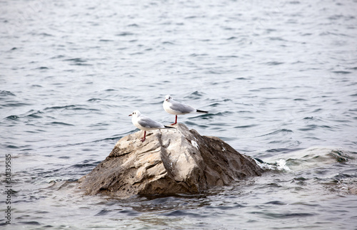 Gabbiani sugli scogli photo