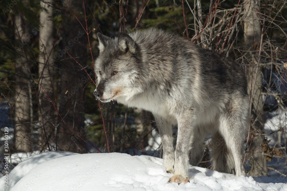 Gray Wolf Gray Wolf