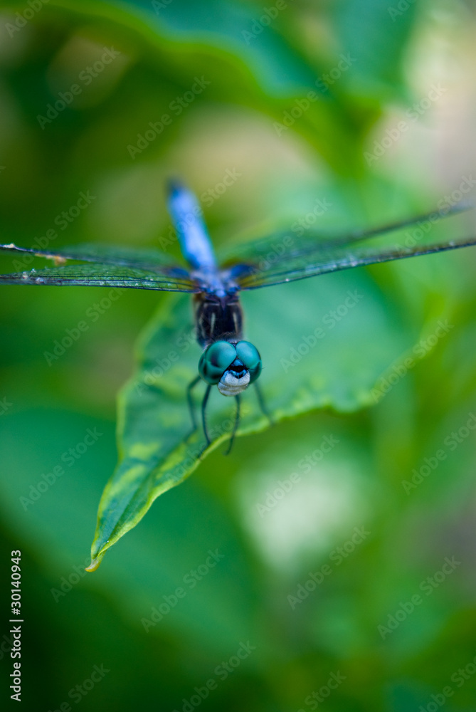 Fototapeta premium Blue Dasher