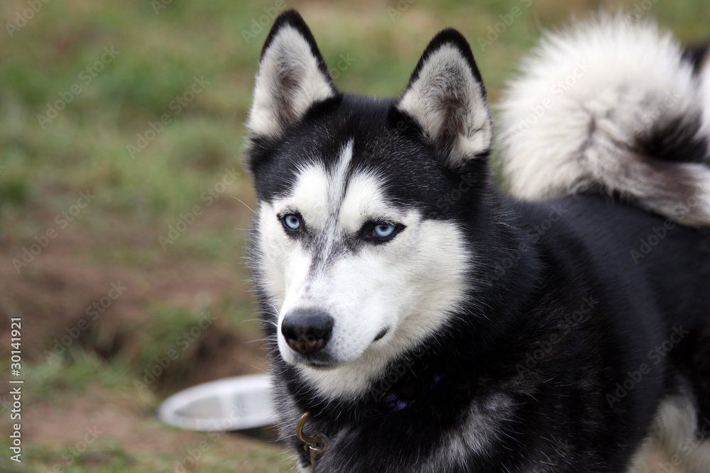 close up of a siberian husky