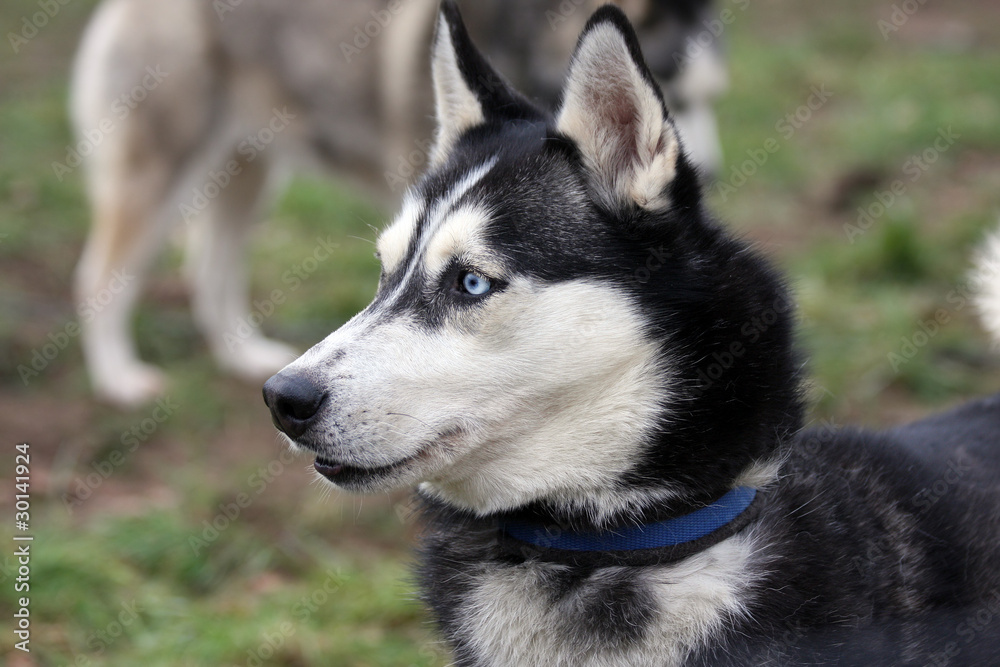 siberian husky portrait