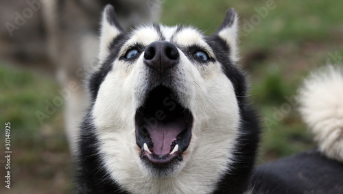 Foto howling husky close up