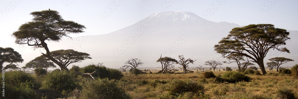 Naklejka premium Góra Kilimandżaro
