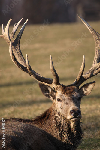 Fototapeta Naklejka Na Ścianę i Meble -  Rothirsch - Red Deer