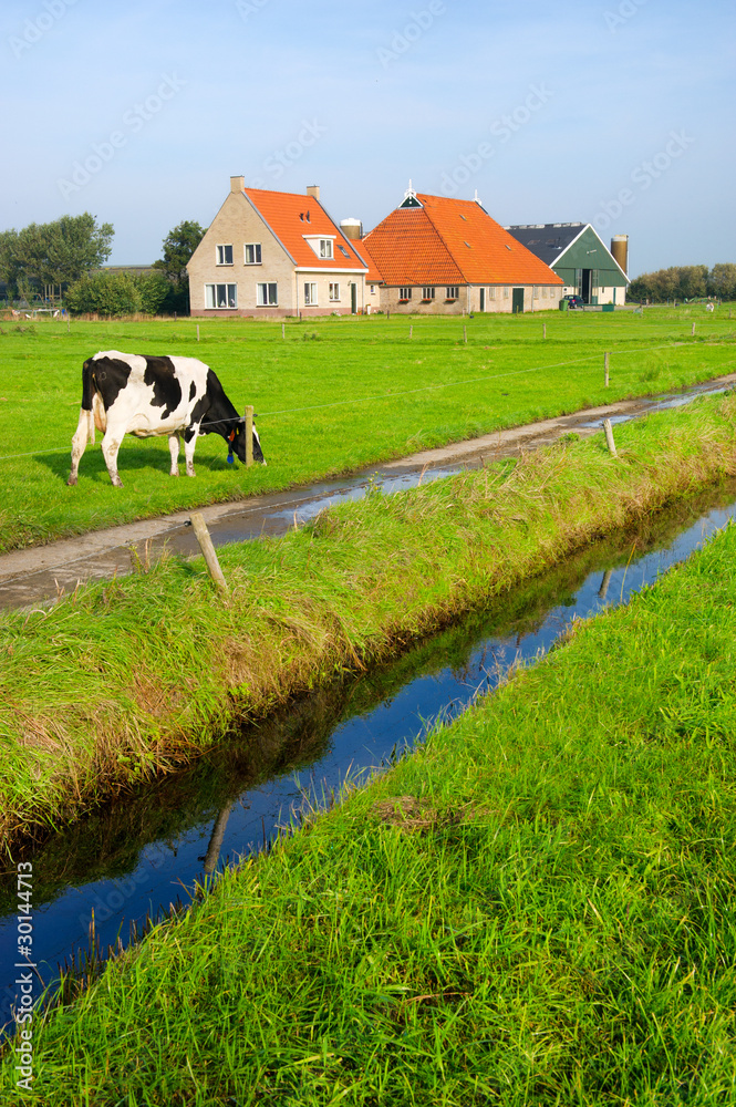 Fototapeta premium Typical dutch landscape