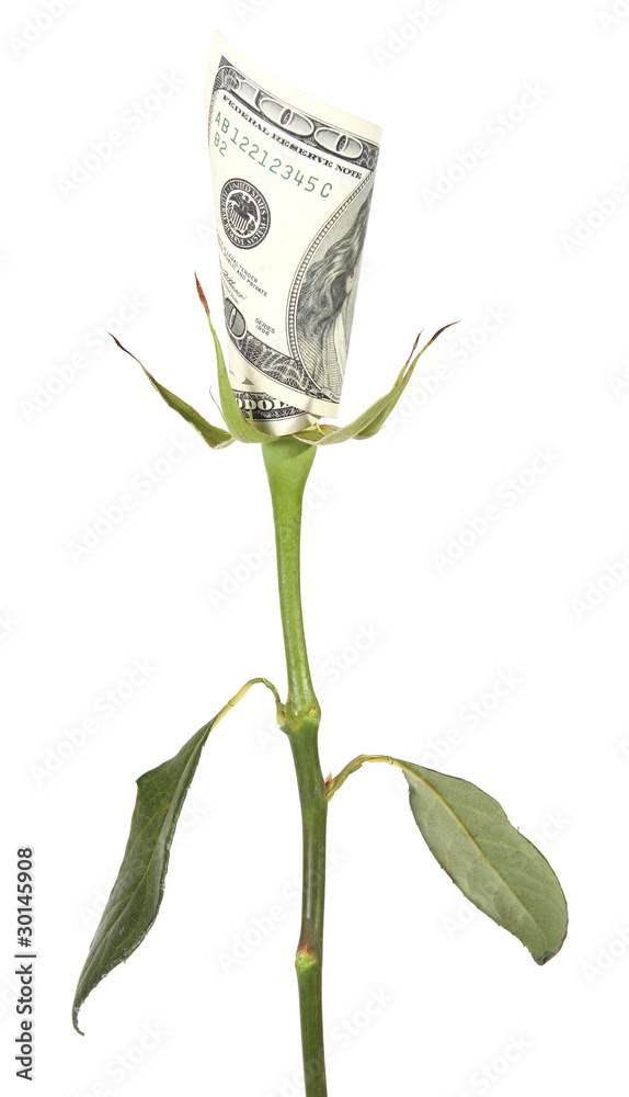 Obraz premium Flower of the American dollar