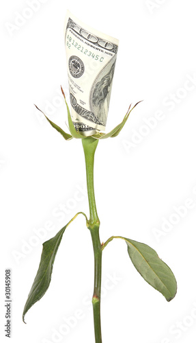 Flower of the American dollar