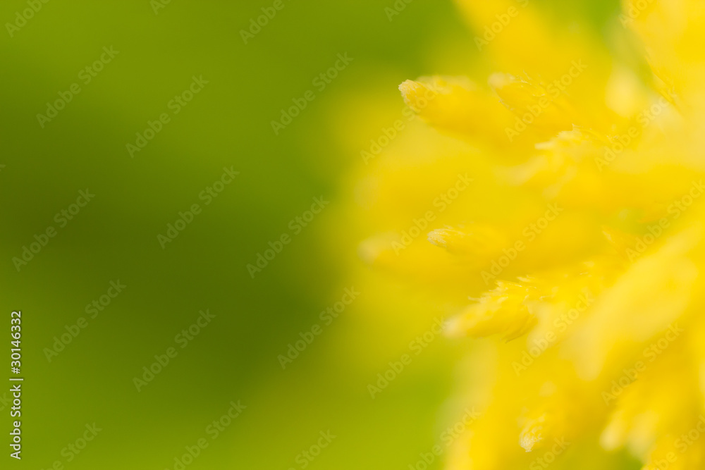 closeup closeup