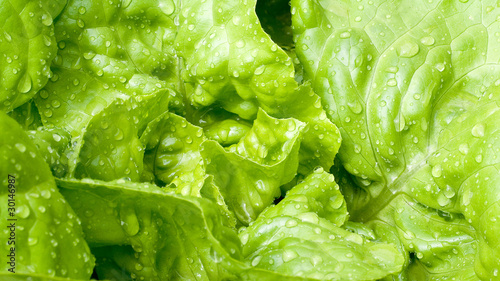 Knackiger Salat