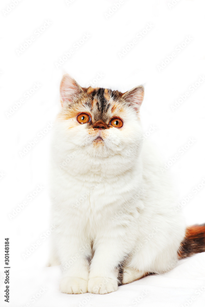 猫 猫