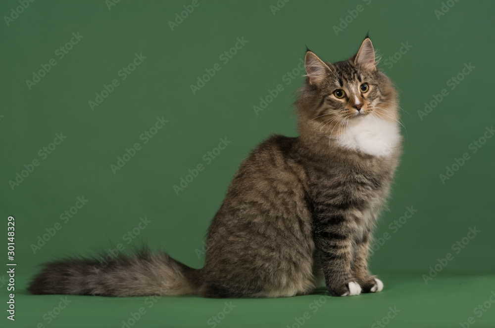 Obraz premium gatto7