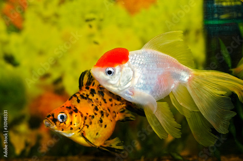 Aquarium fish_2 © rybachka