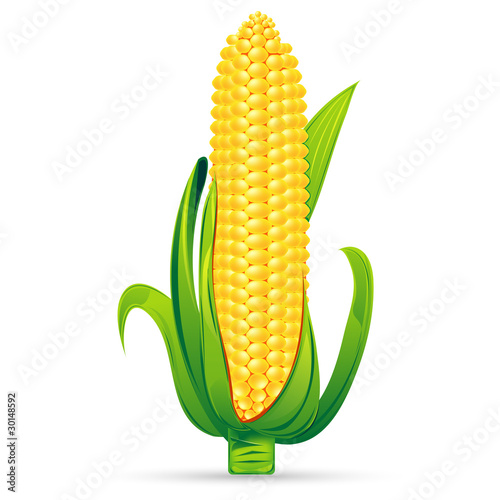 Fresh Corn