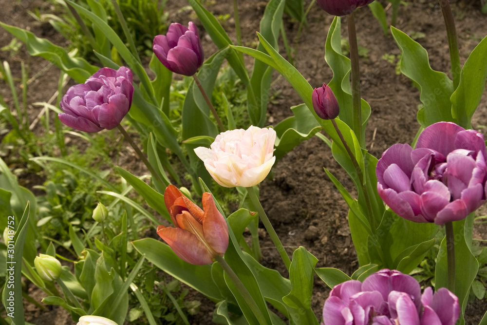 Fototapeta premium Tulpenbeet