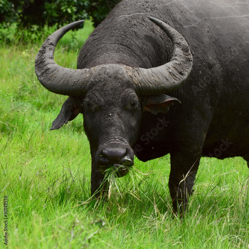 Close up shot of a water buffalo standing on green grass and looking to a camera