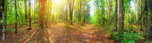Panorama of a mixed forest at summer sunny day