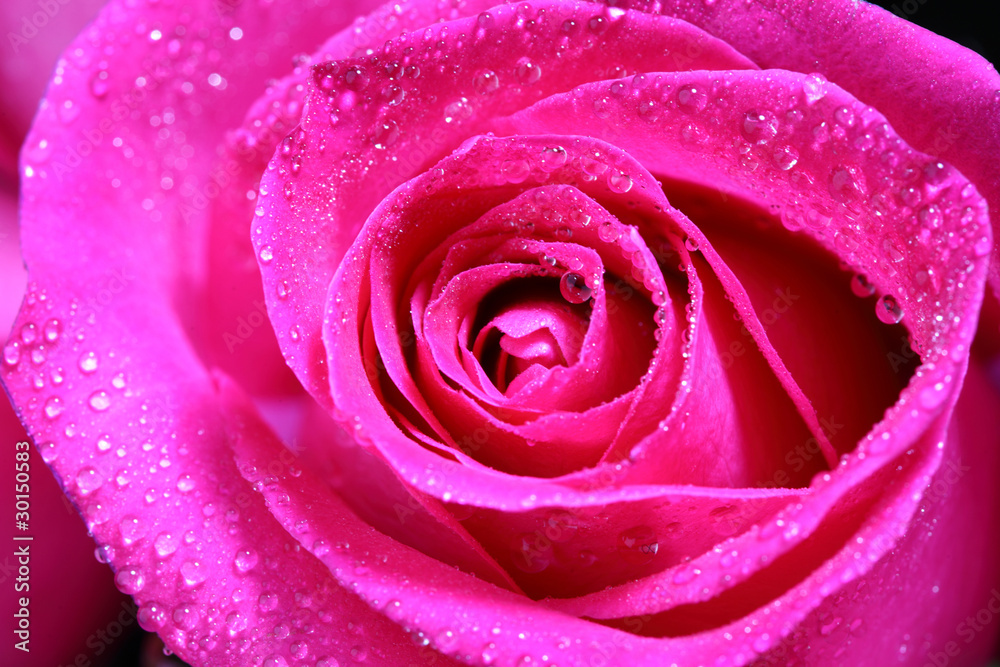 pink rose pink rose