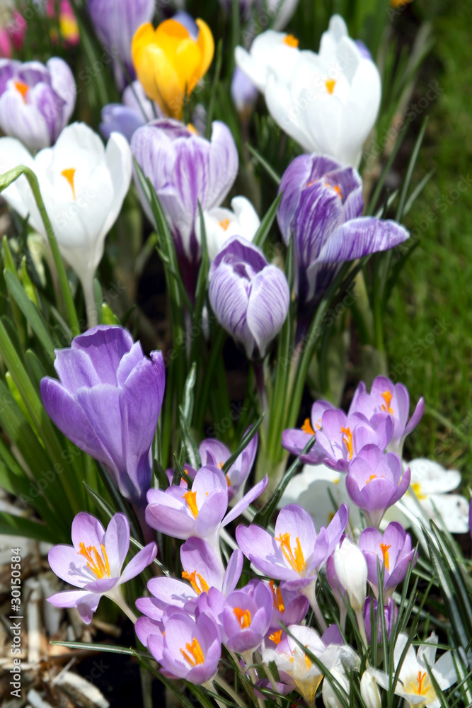 crocuses