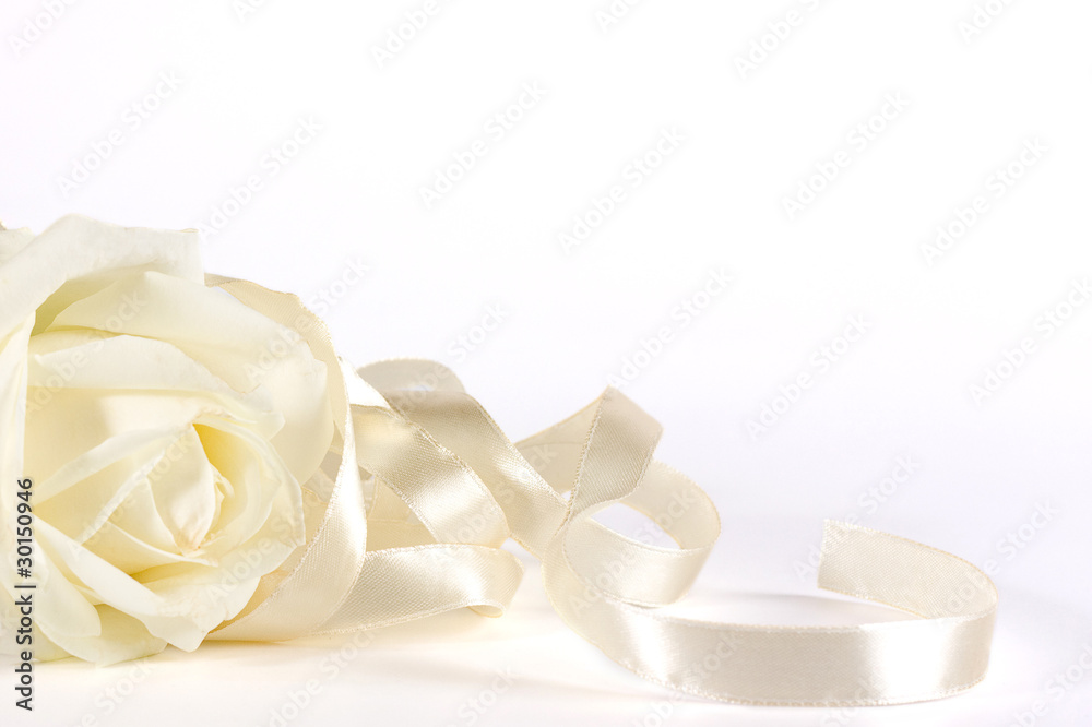 White rose and ribbon White rose and ribbon