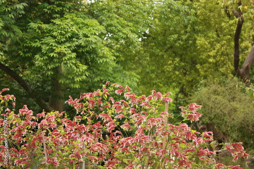 Wallpaper Mural In botanic garden (Sardinia, Cagliari) Torontodigital.ca