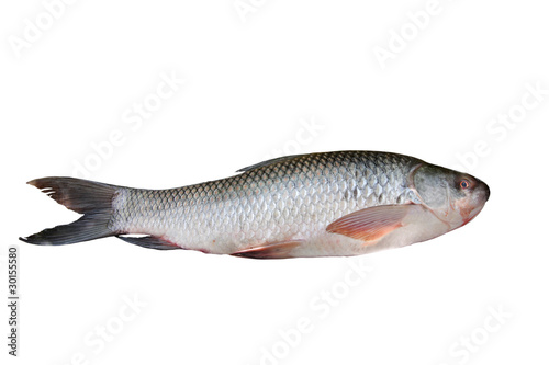 Rohu fish isolated on white