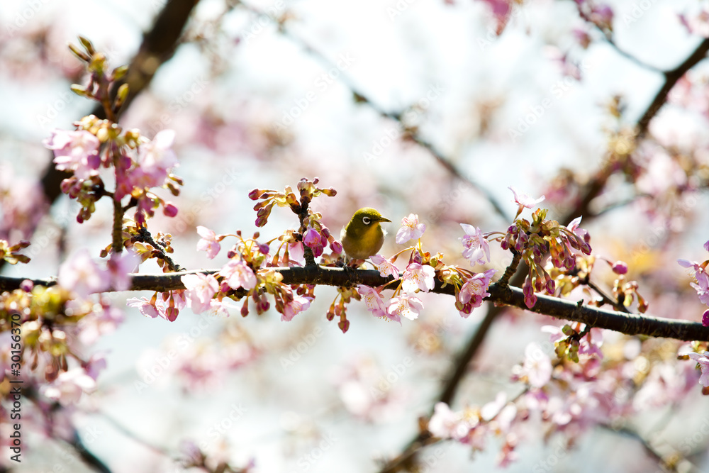 メジロと河津桜 メジロと河津桜