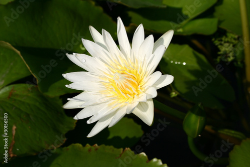 Fototapeta Naklejka Na Ścianę i Meble -  White Lotus Blooming