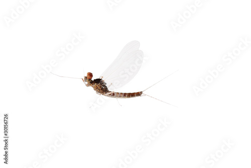 Cuadro en lienzo insect mayfly macro