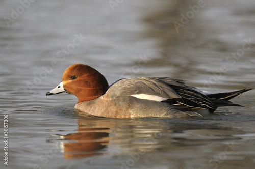 Wigeon, Eurasian Wigeon, Anas penelope